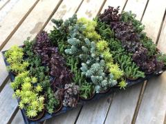 45'Lİ SUKULENT SEDUM MİX