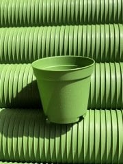 50 ADET 5.5 CM SUKULENT KAKTÜS SAKSISI(YEŞİL)