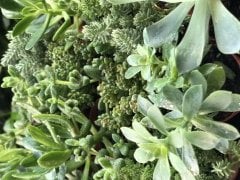 20'Lİ ARANJMAN-PARADISE