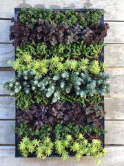 50'Lİ SUKULENT SEDUM MİX