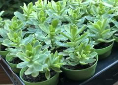 SUKULENT SEDUM PALMERİ