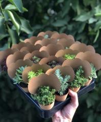 KRAFT SÜSLEMELİ MİX PAKET