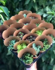 KRAFT SÜSLEMELİ MİX PAKET