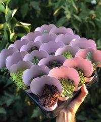 PEMBE KAPLI MİX PAKET