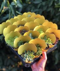 SARI KAPLI MİX PAKET