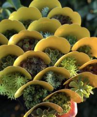 SARI KAPLI MİX PAKET