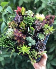 20'Lİ SUKULENT MİX-exclusive