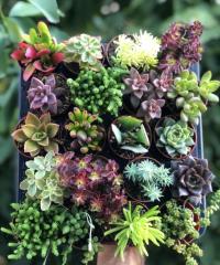 20'Lİ SUKULENT MİX-exclusive