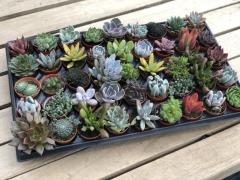 45 ADET DUBLE SUKULENT MİX