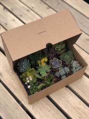 12'Lİ MİX PAKET(KARGO DAHİL PAKET)