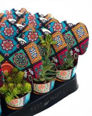 MANDALA DESENLİ MİX PAKET