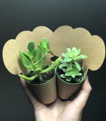 2 CİNS KARIŞIK SUKULENT(KRAFT SÜSLEMELİ)