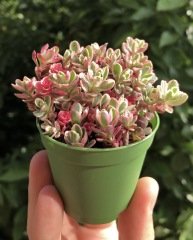 sedum spurium tricolor