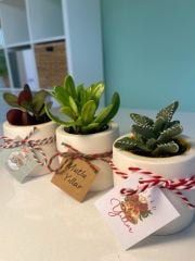 YILBAŞI ÖZEL SİLİNDİR MODEL BETON SAKSILI MİX