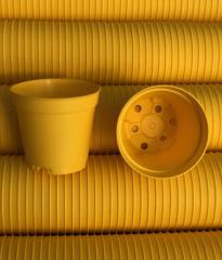 50 ADET 5.5 CM SUKULENT KAKTÜS SAKSISI(SARI)