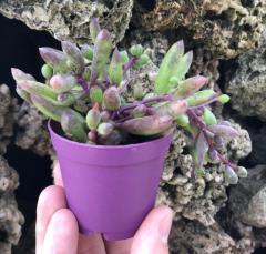 Othonna capensis sukulent bitki yakut kolyesi (10 ADET)