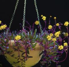 Othonna capensis sukulent bitki yakut kolyesi (10 ADET)