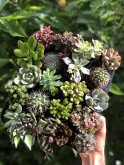 20'Lİ KAKTÜSLÜ SUKULENT MİX