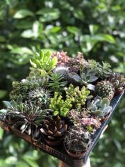 20'Lİ KAKTÜSLÜ SUKULENT MİX