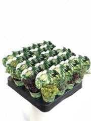 YAPRAK DESENLİ MİX PAKET