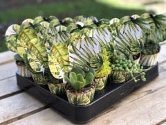 YAPRAK DESENLİ MİX PAKET