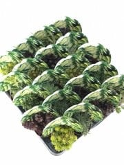 YAPRAK DESENLİ MİX PAKET