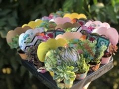 KARIŞIK DESEN KAPLI MİX PAKET