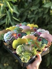 KARIŞIK DESEN KAPLI MİX PAKET