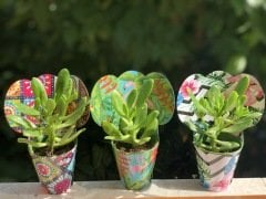 KARIŞIK KAPLI TEK CİNS SUKULENT