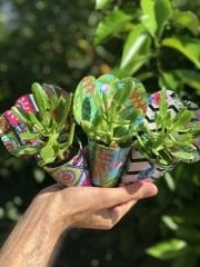 KARIŞIK KAPLI TEK CİNS SUKULENT