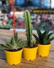 BÜYÜK BOY 3'LÜ MİX