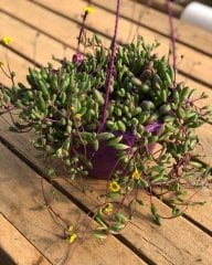 YAKUT KOLYESİ ASKILI SAKSIDA