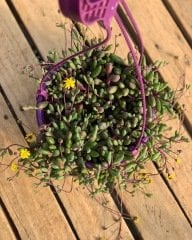 YAKUT KOLYESİ ASKILI SAKSIDA