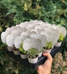 GRİ-BEYAZ KENDİNSEN DESENLİ MİX PAKET