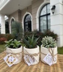 BETON(SİLİNDİR MODEL) SAKSILI MİX PAKET