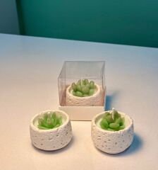 SUKULENT MUM TRAVERTEN - KUTULU