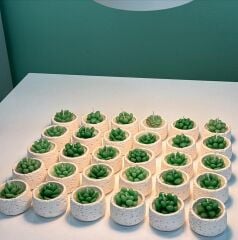 SUKULENT MUM TRAVERTEN