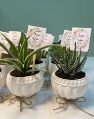 KUPA MODEL DESENLİ BETON SAKSILI MİX PAKET