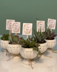 KUPA MODEL DESENLİ BETON SAKSILI MİX PAKET