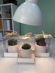 ASETAT KUTULU BETON(SİLİNDİR MODEL) SAKSILI MİX PAKET