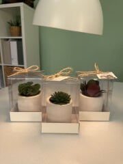 ASETAT KUTULU BETON(SİLİNDİR MODEL) SAKSILI MİX PAKET