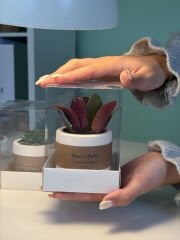 ASETAT KUTULU (KRAFT ŞERİT) SARILI BETON(SİLİNDİR MODEL) SAKSILI MİX PAKET