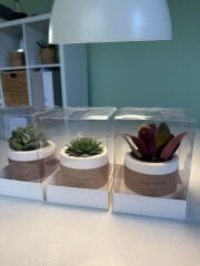 ASETAT KUTULU (KRAFT ŞERİT) SARILI BETON(SİLİNDİR MODEL) SAKSILI MİX PAKET