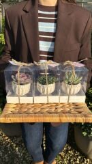 8 MART KADINLAR GÜNÜ ÖZEL ASETAT KUTULU BETON(KUPA MODEL)