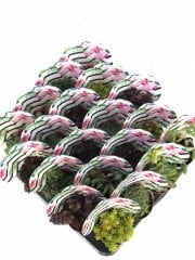 ZİGZAG ÇİZGİLİ VE ÇİÇEK DESENLİ MİX PAKET