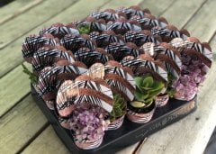 BAKIR ŞERİT DESENLİ MİX PAKET