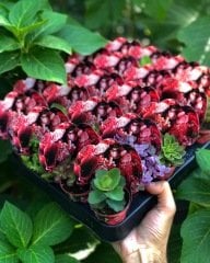 PEMBE ÇİÇEK DESEN KAPLI MİX PAKET