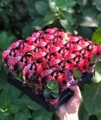 PEMBE ÇİÇEK DESEN KAPLI MİX PAKET