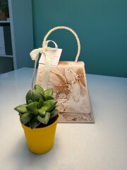 LALEZAR KUTU ÇANTALI SUKULENT